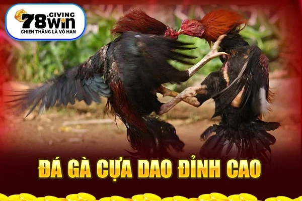 Đá gà cựa dao đỉnh cao 