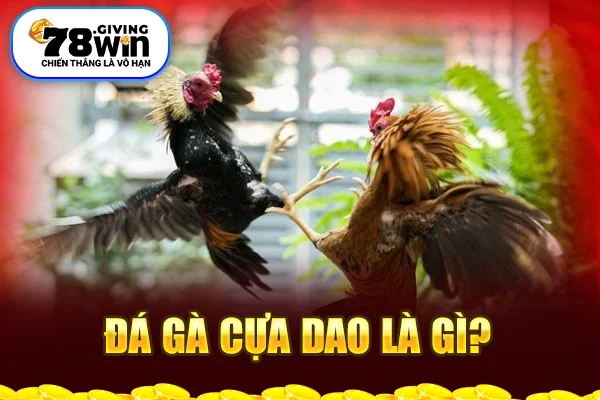 Đá gà cựa dao là gì? 