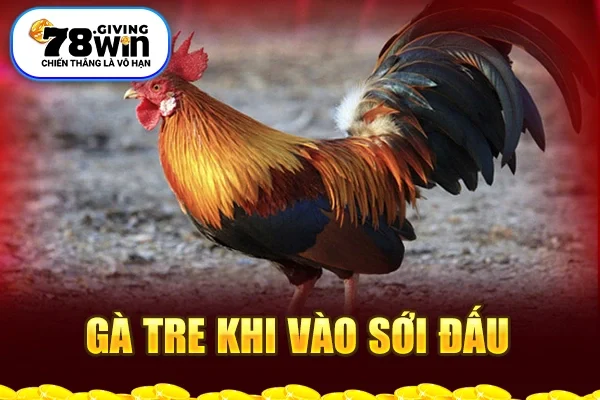 Gà tre khi vào sới đấu 