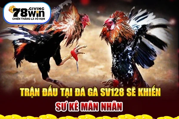 Trận đấu tại đá gà SV128 sẽ khiến sư kê mãn nhãn 